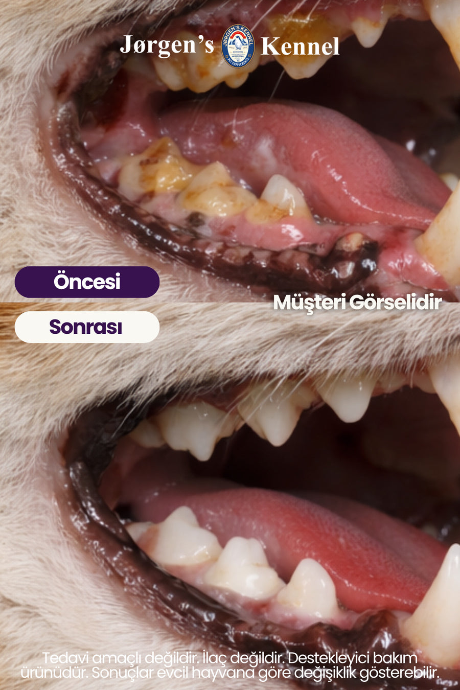 Jorgens Kennel Kedi Agiz Dis Dis Eti Yara Bakim Sprey 100ml Agiz Kokusu Giderici Dis Temizleme Plak Tartar Destek